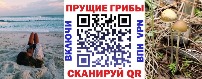 где продают наркотики  Злынка  Галлюциногенные грибы Magic Shrooms 
